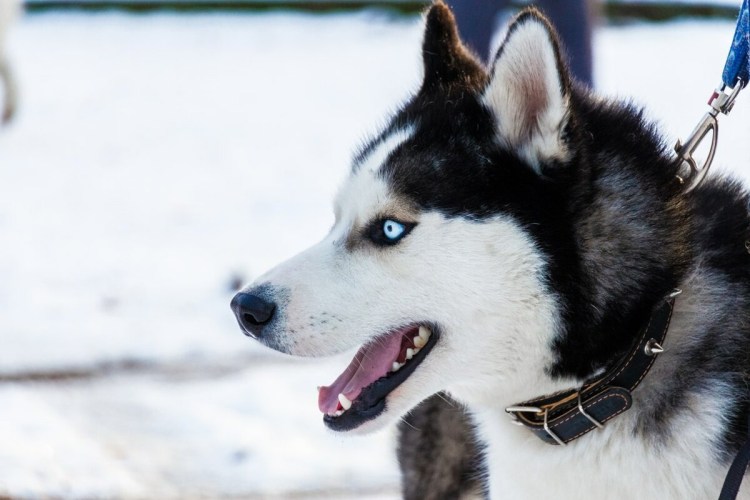 Глаза голубой собаки