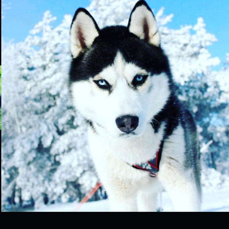 Щенки бордер колли новорождённые