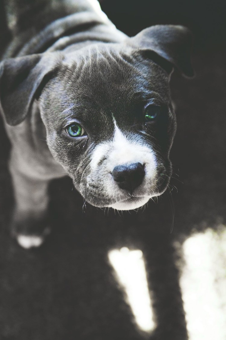 Корги с разными глазами