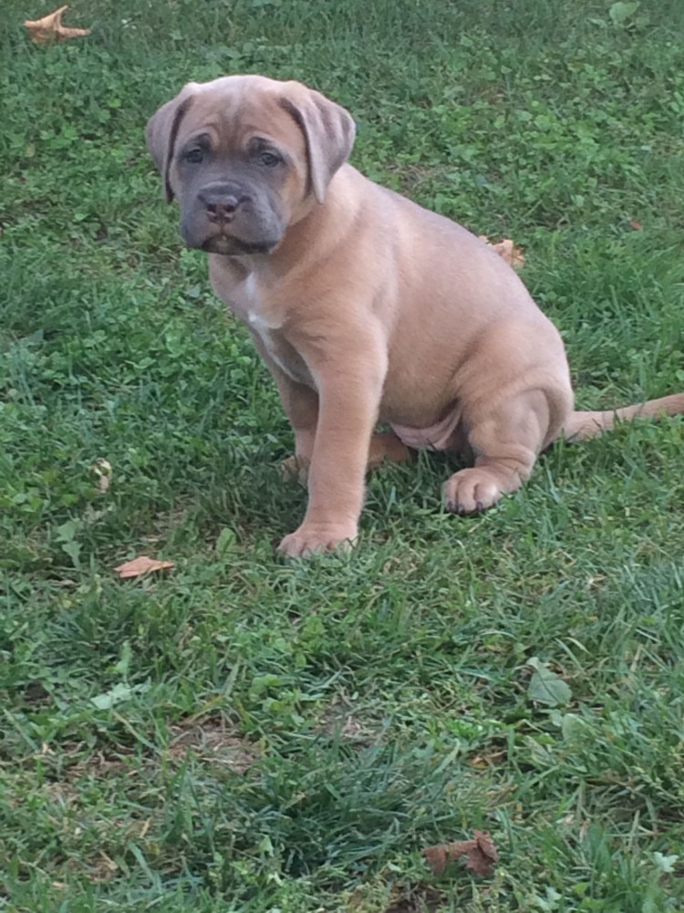 Форментино Кане