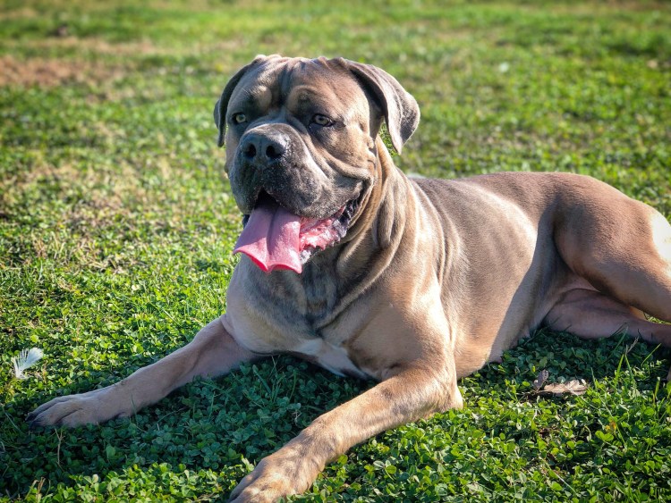 Корсо муругий