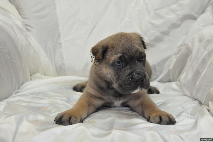 Девушка с Кане Корсо фото со спины