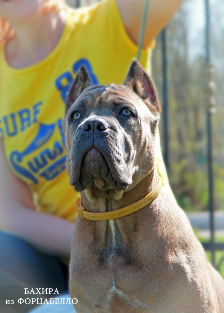 Корсо муругий