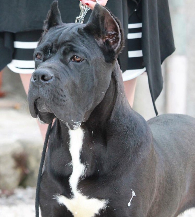 Кане Корсо белый