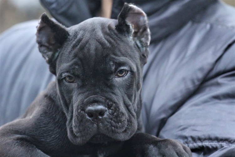 Корсо палевый