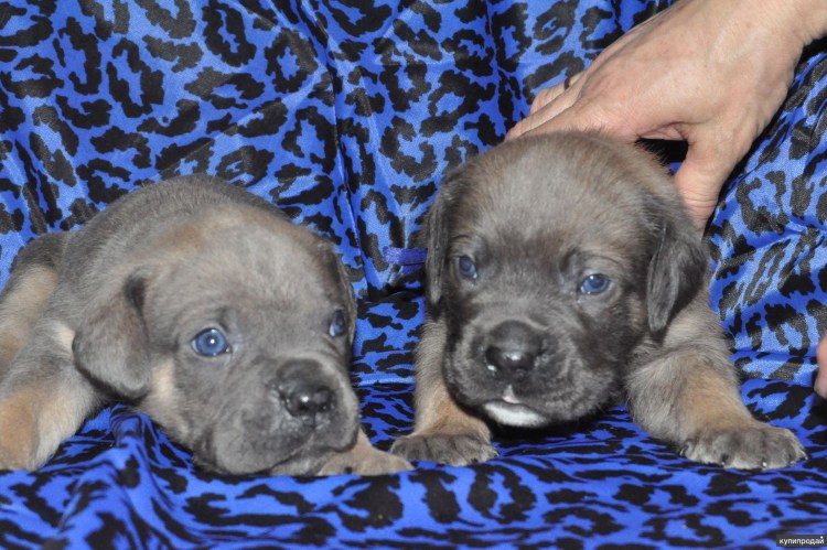 Кане Корсо форментино и палевые