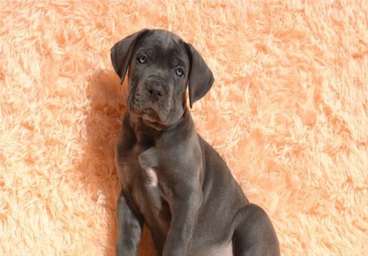 Кане Корсо щенок