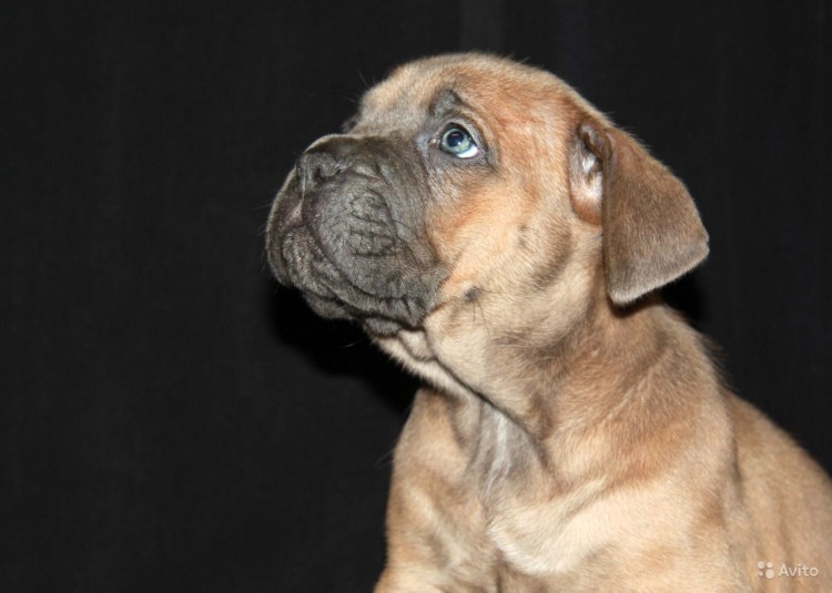 Кане Корсо форментино