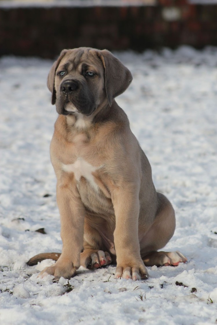 Коне Корса. Форментино