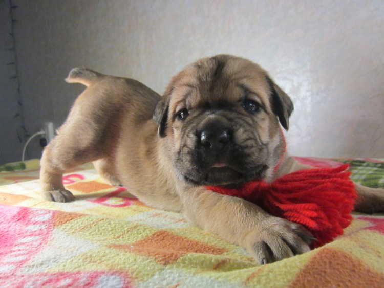 Форментино Кане