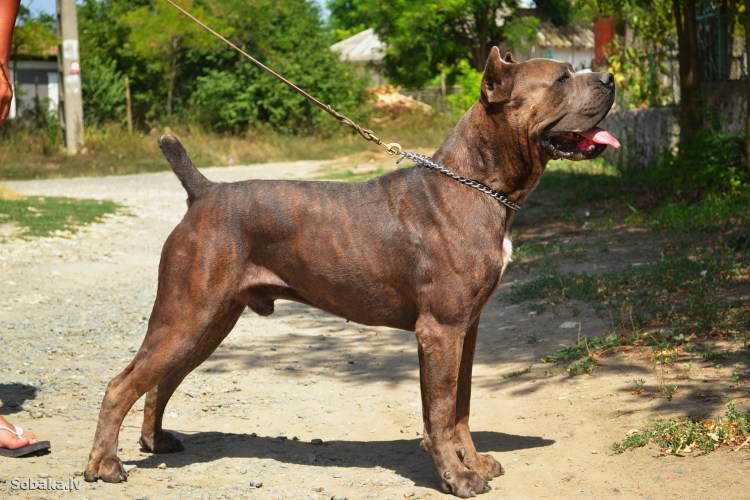 Собака цвета капучино