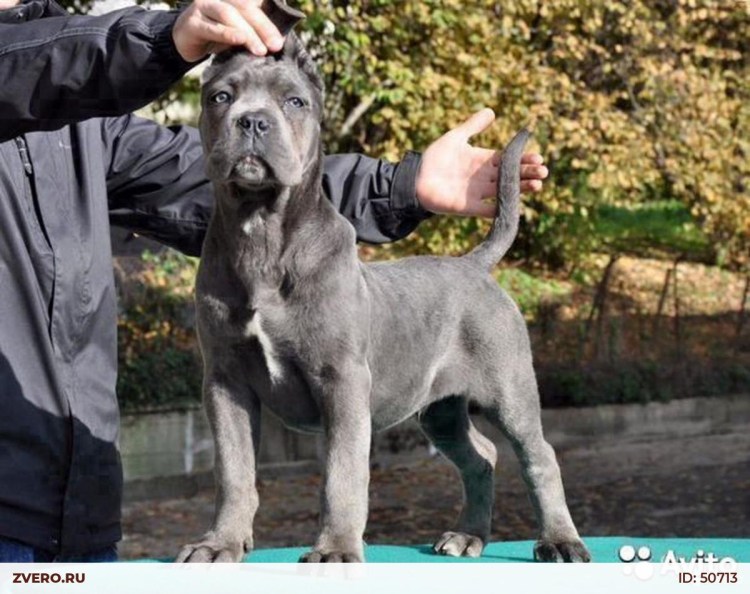 Вязка Кане Корсо окрасы