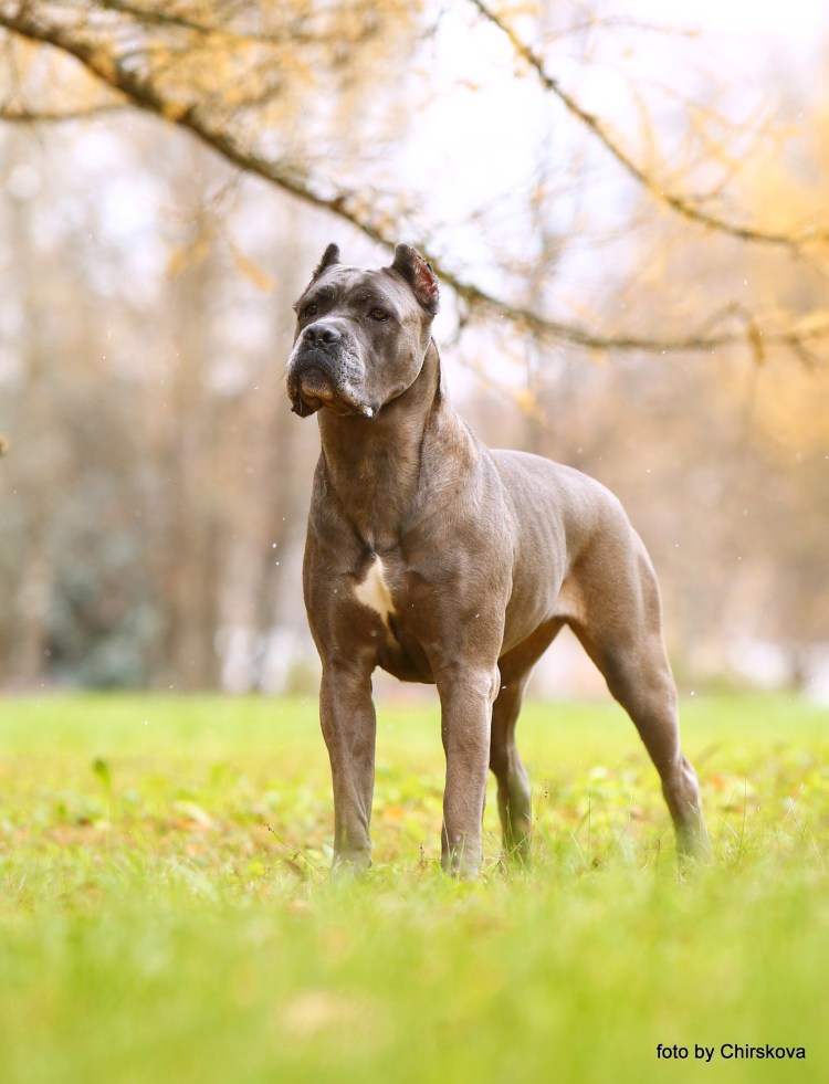 Кане Корсо окрас форментино