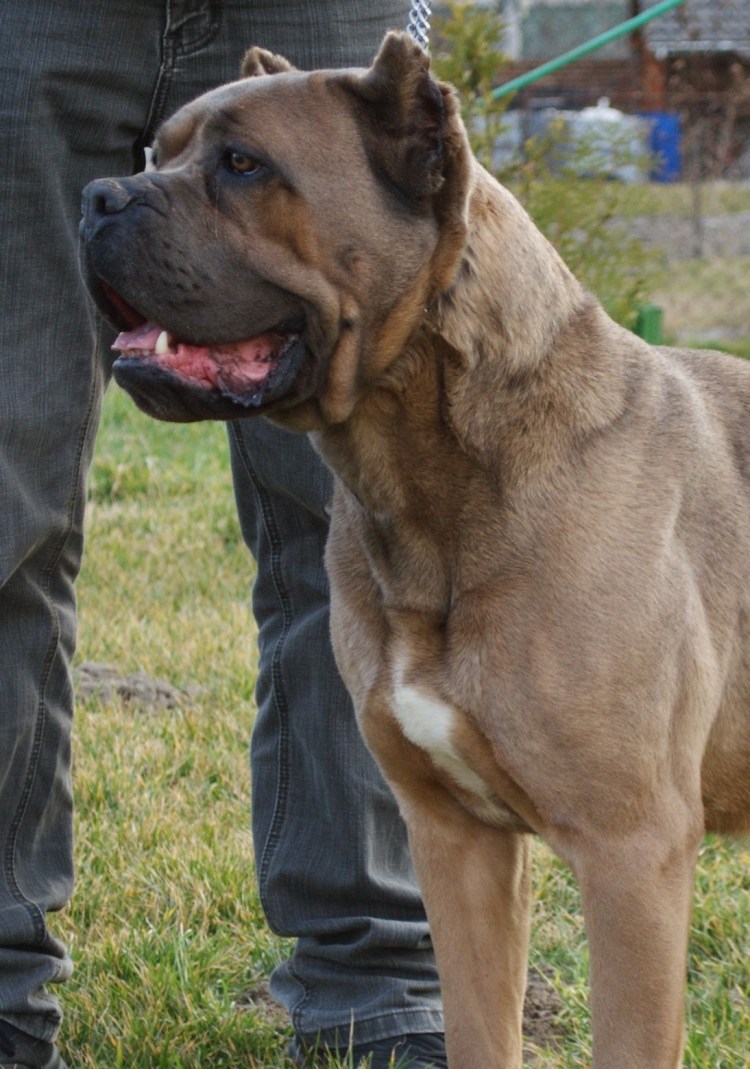 Cane Corso собака