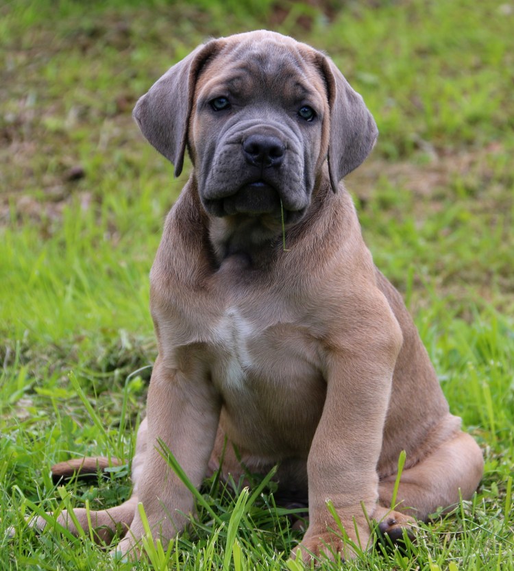 Окрас форментино боксер