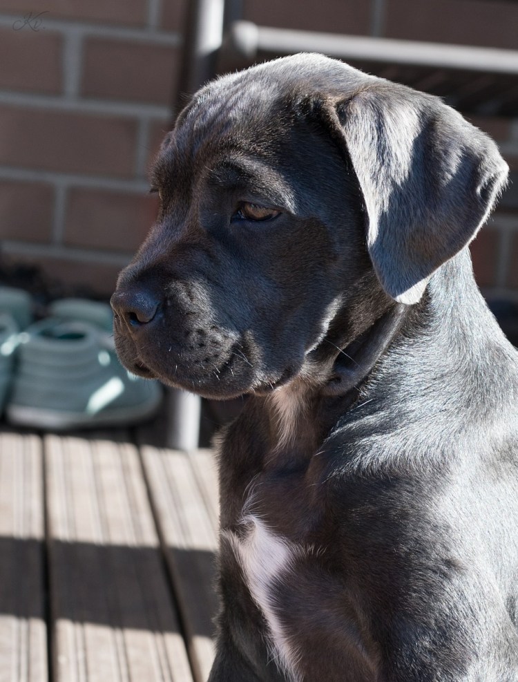 Huge Cane Corso