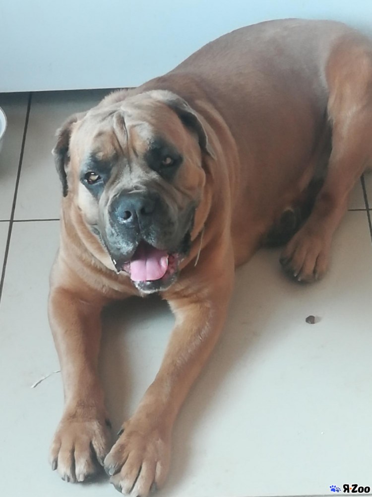 Кане-Корсо Месси