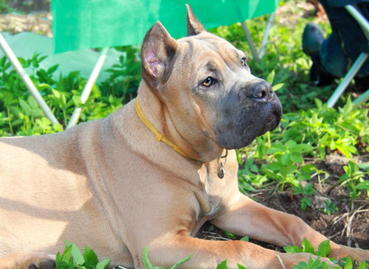 Кане Корсо форментино и палевые