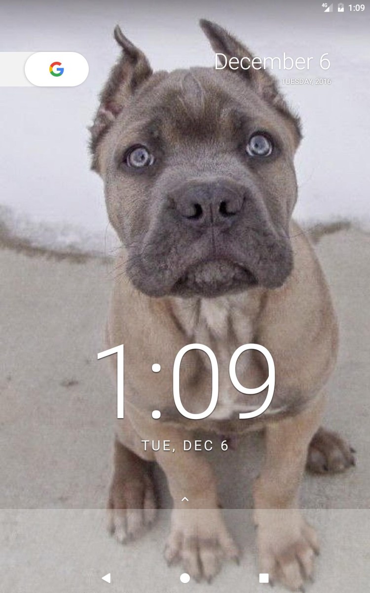 Кане Корсо палевый