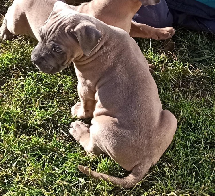 Кане Корсо рыжий окрас