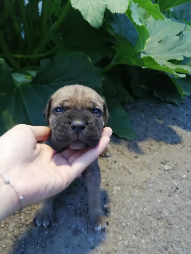 Кане Корсо муругий