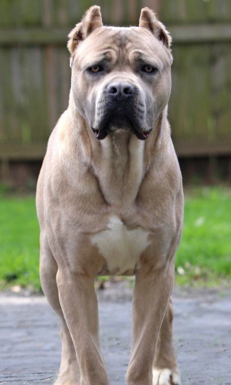 Кане Корсо форментино щенок