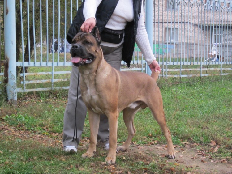 Кане Корсо цвет форментино