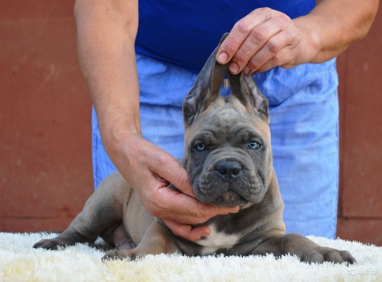 Кане Корсо форментино тигровый