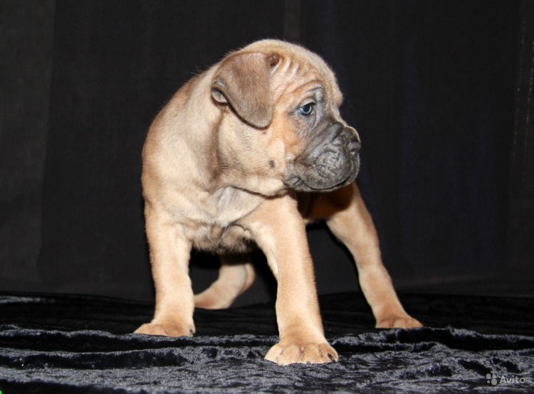 Кане Корсо форментино с голубой маской