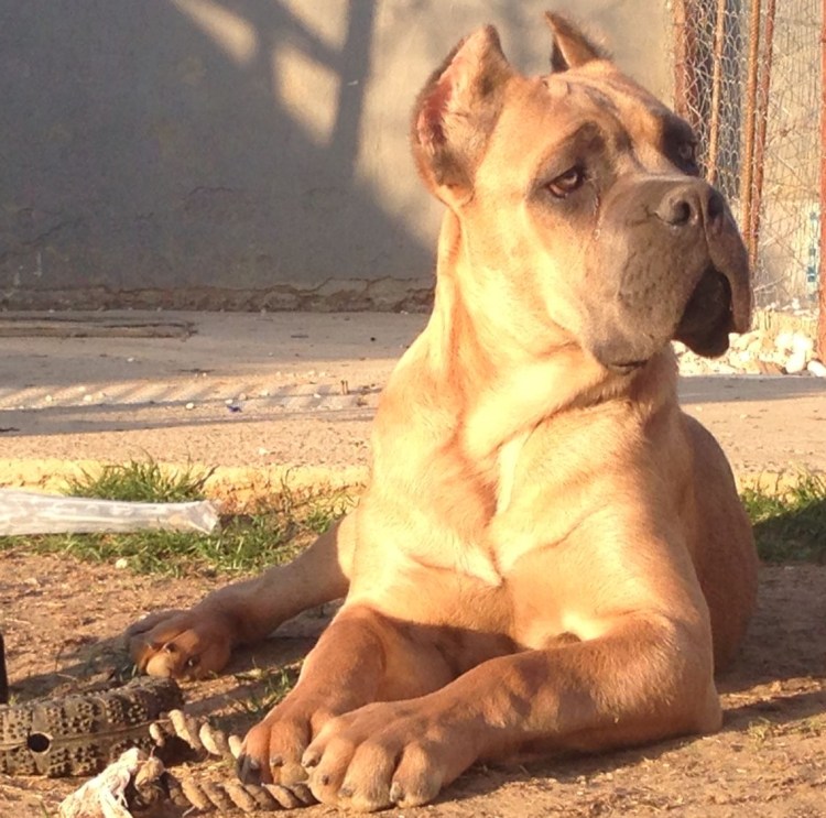 Кане Корсо форментино