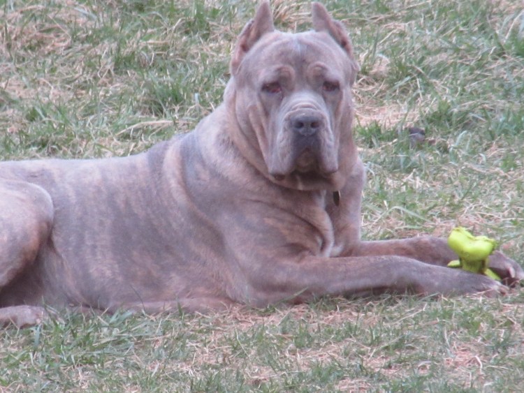 Кане Корсо форментино