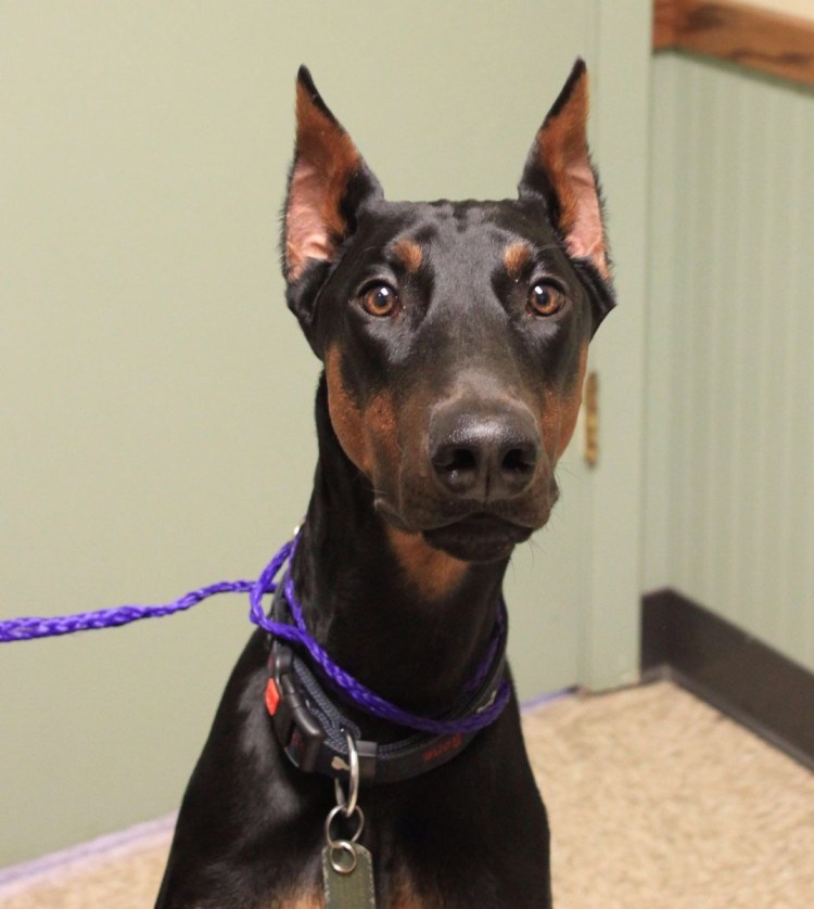 Пинчер некупированный рыжий