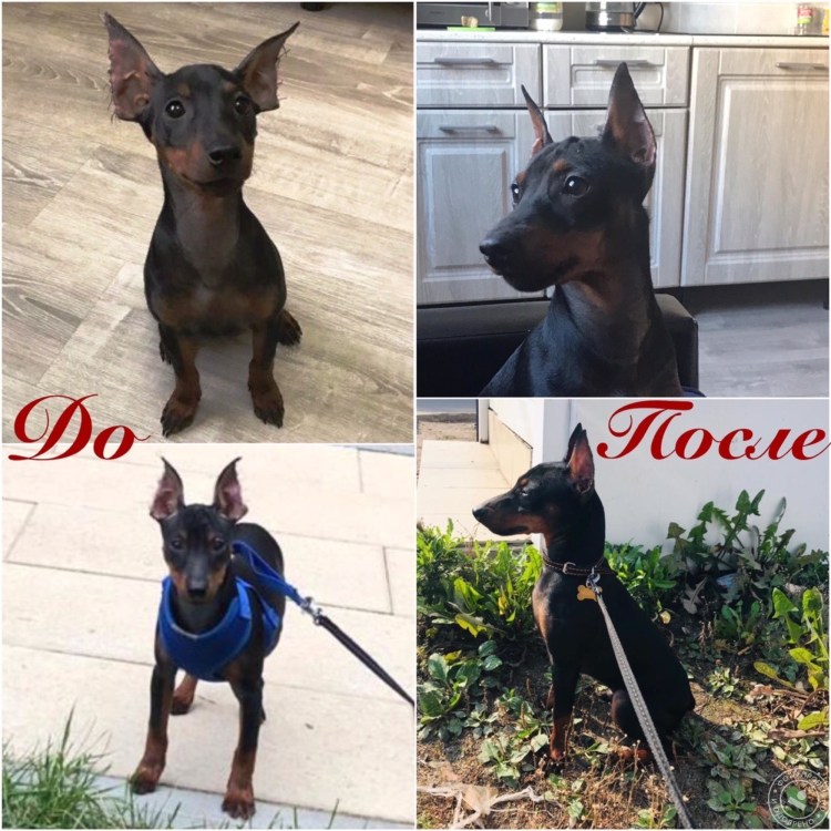 Цвергпинчер форма купированных ушей