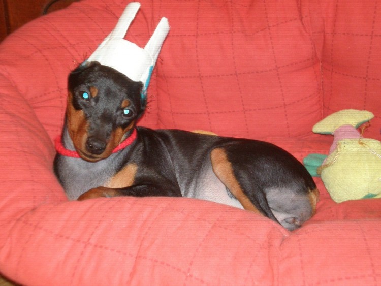 Ушастый Доберман