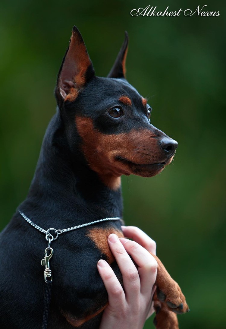 Доберман-пинчер некупированный