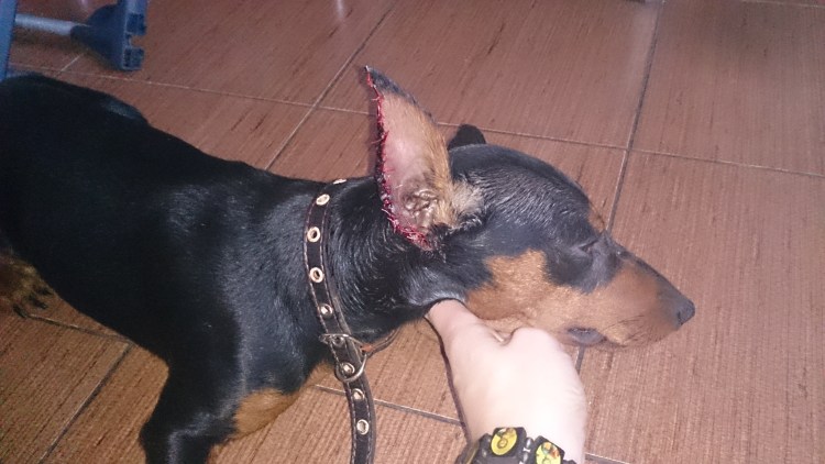 Доберман некупированный