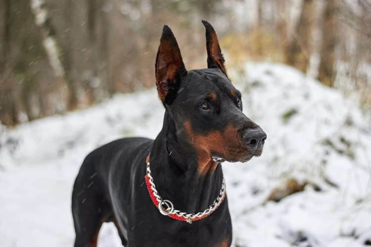 Американский Доберман пинчер