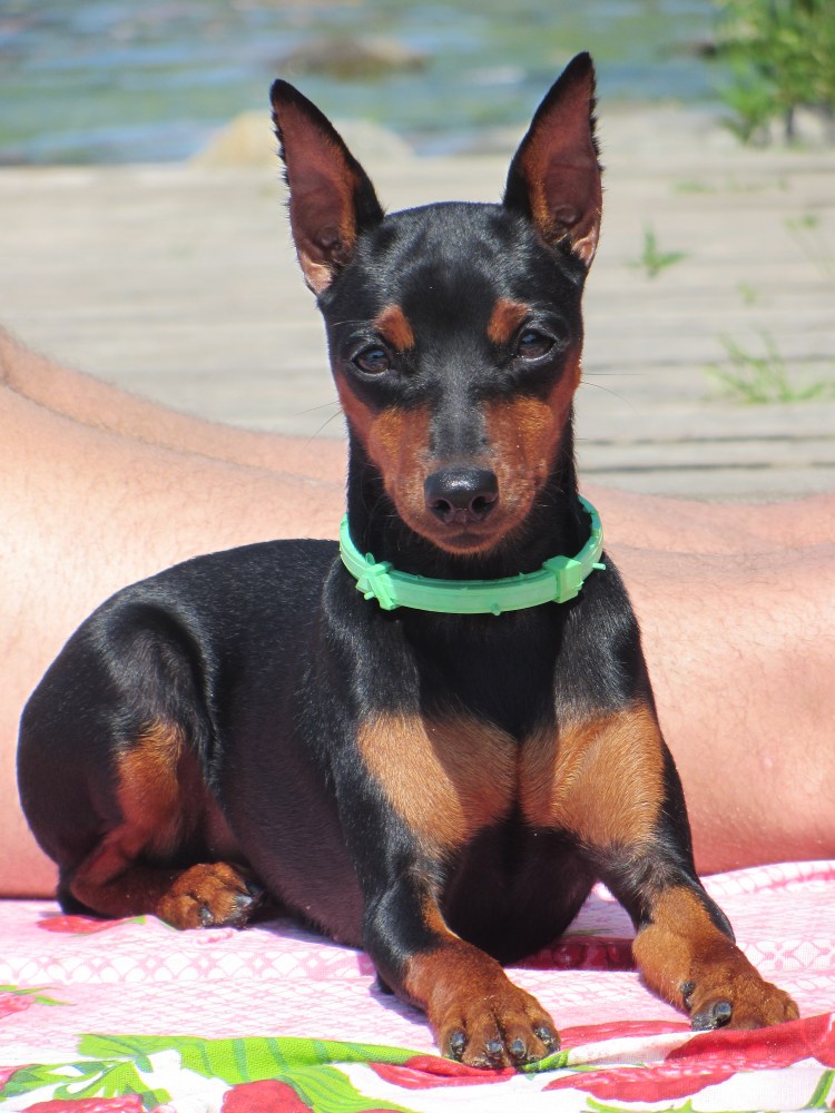 Порода Цвингер пинчер