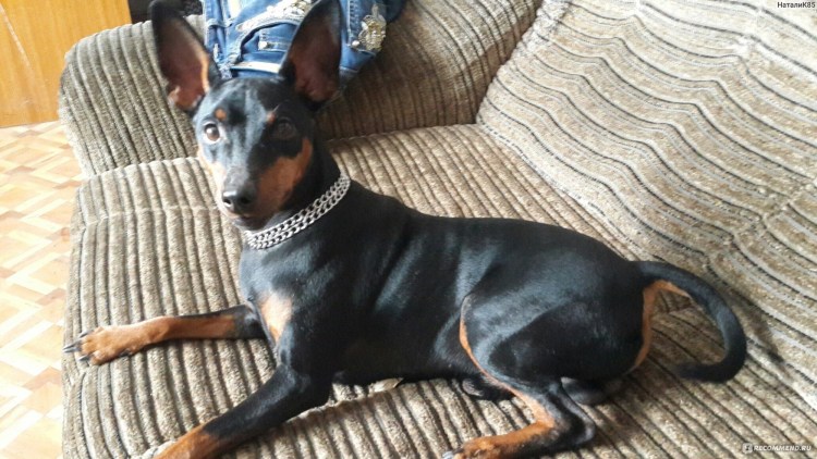 Доберман с ушами