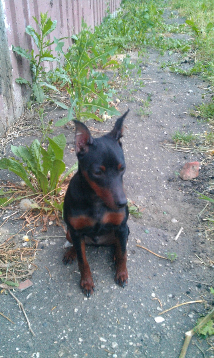 Доберман-пинчер щенок
