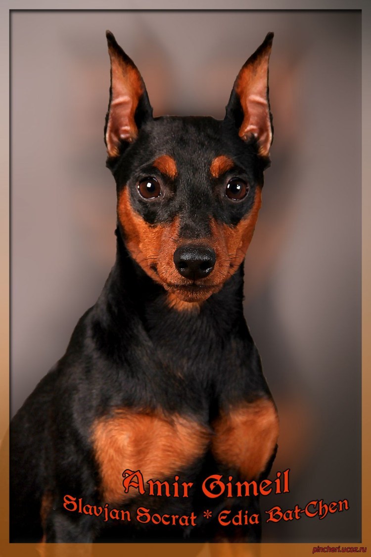 Собака Доберман