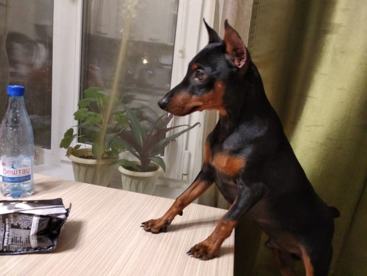 Купированные уши у цвергпинчера