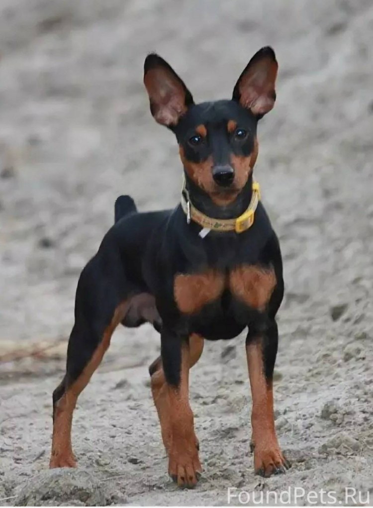 Цвергпинчер купированные уши