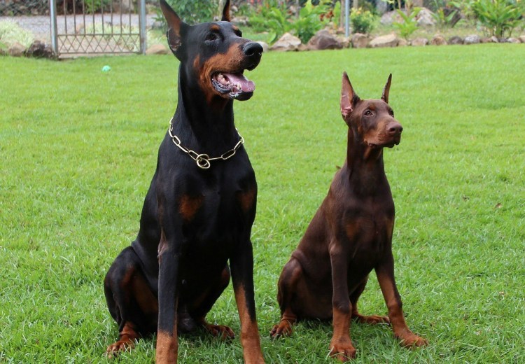 Собака Доберман