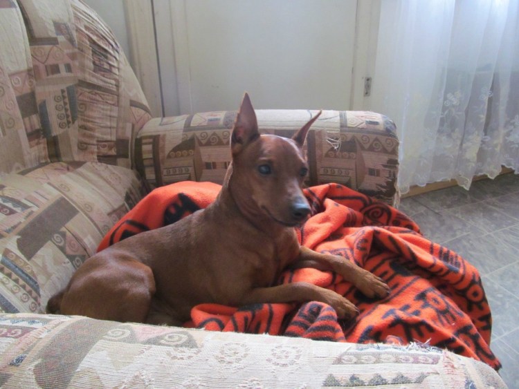 Доберман с ушами необрезанными