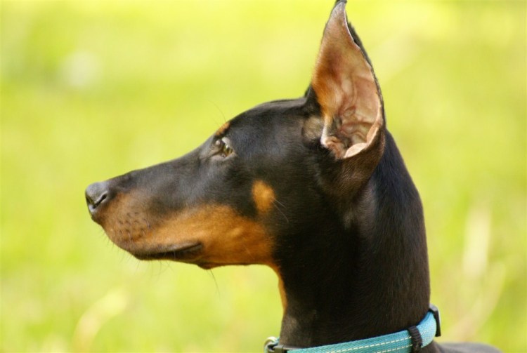 Ягдтерьер купированные уши