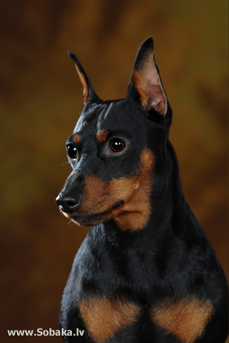 Цвергпинчер не с купированными ушами