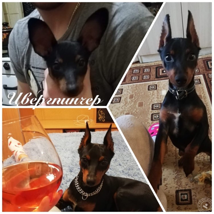 Цвергпинчер некупированный