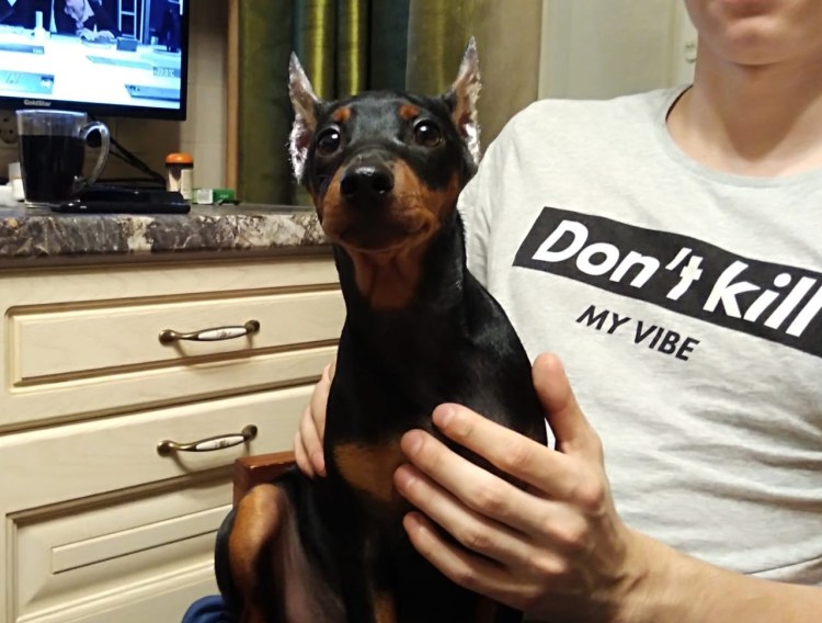 Карликовый пинчер