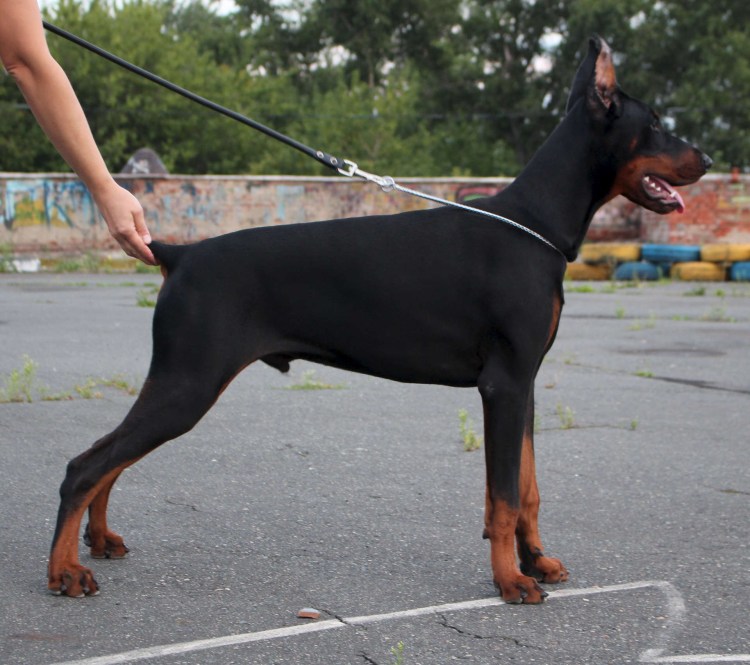 Доберман-пинчер коричневый